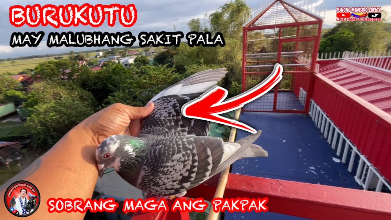 EP1166 BURUKUTU NAMAMAGA PALA PAKPAK!