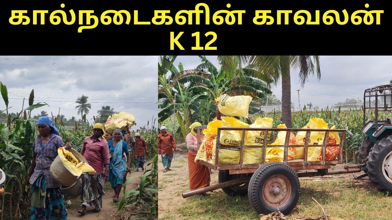 கால்நடைகளின் காவலன் K12 | verukku neer