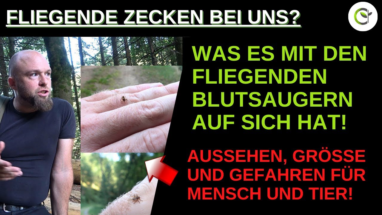 Fliegende Zecke?! - Die Hirschlausfliege solltet ihr schnellstmöglich entfernen bevor sie sticht!