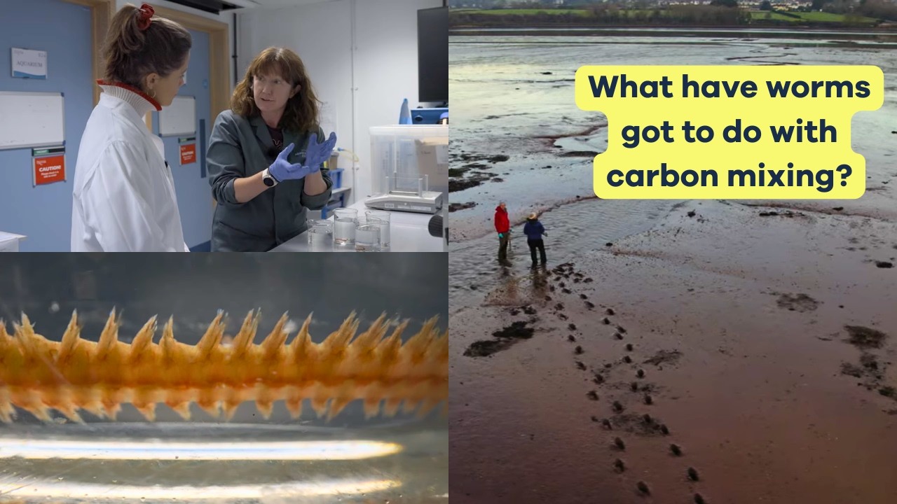 How is blue carbon mixed in the seafloor?