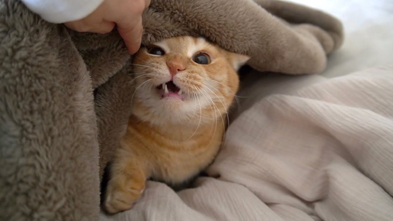 布団に立てこもった短足猫をのぞいてみたら…？【マンチカン】