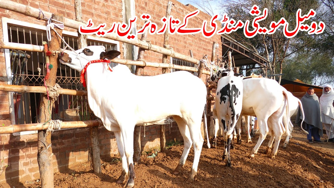 Today Domail Mandi Fatehjang Rate’s update21-Feb2025-Part01Sunny Video Fateh Jang Cow Mandi 2025