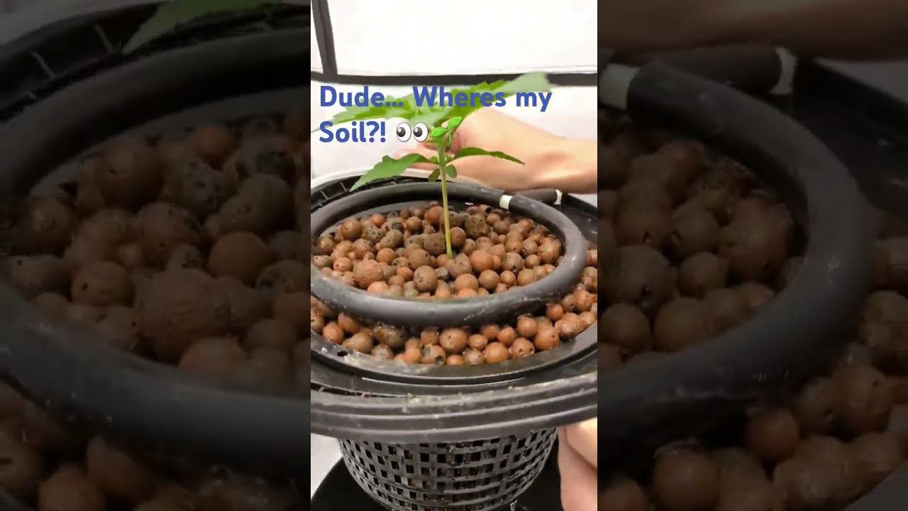 Below The Surface | #plants #hydroponic #hydro #indoorplants #dwc #rdwc #growplants #roots #garden
