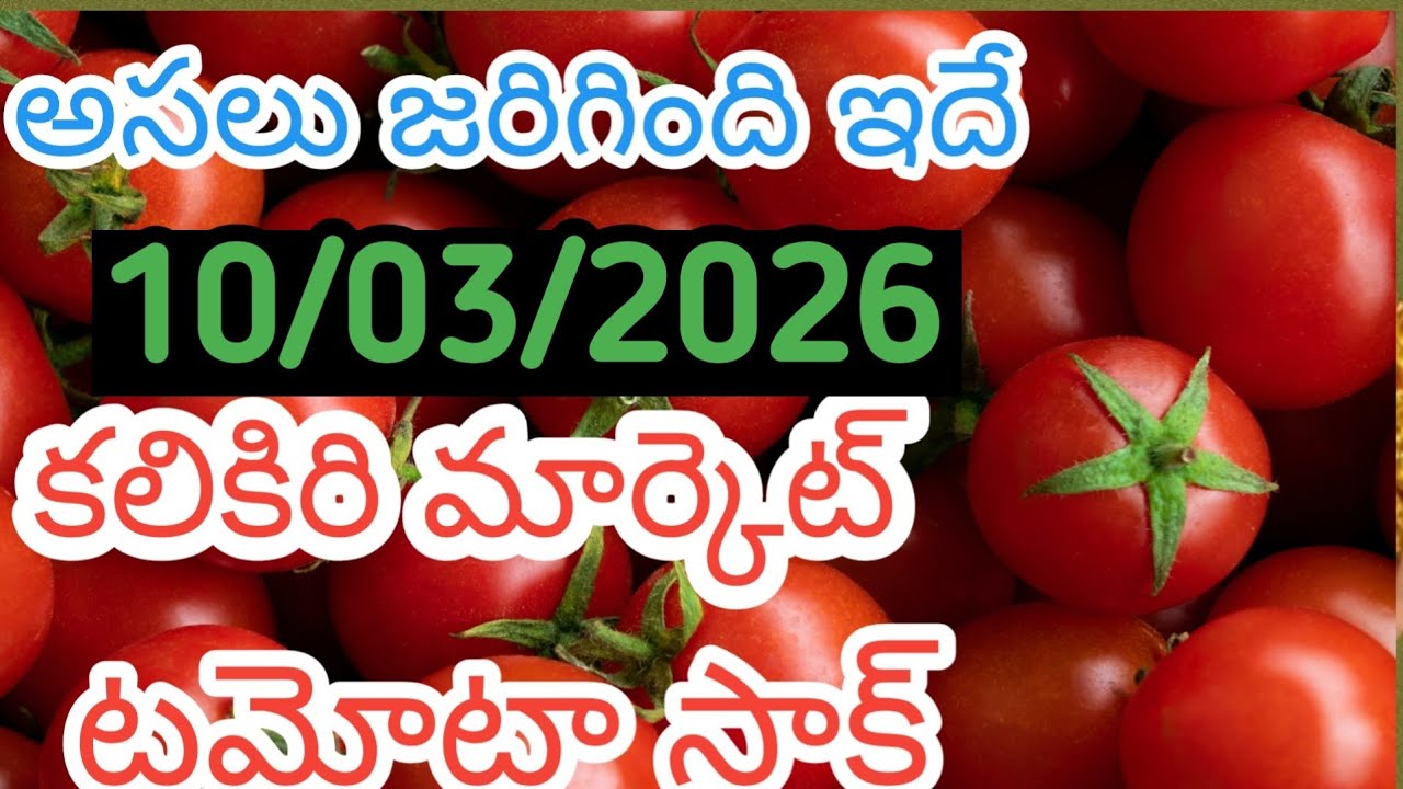 కలికిరి మార్కెట్ ఈరోజు టమోటా దిగుమతి /10/03/26/Today Tomato Market kalikiri price in rate #tomato 