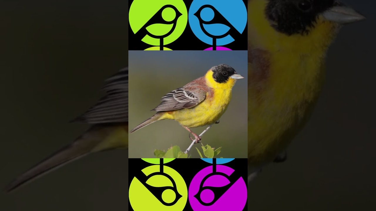 Emberiza melanocephala