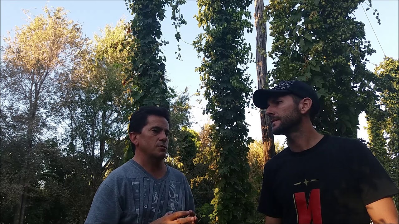 Producción de Lúpulo por Gastón y Alfredo de Cerveceria Nihilista