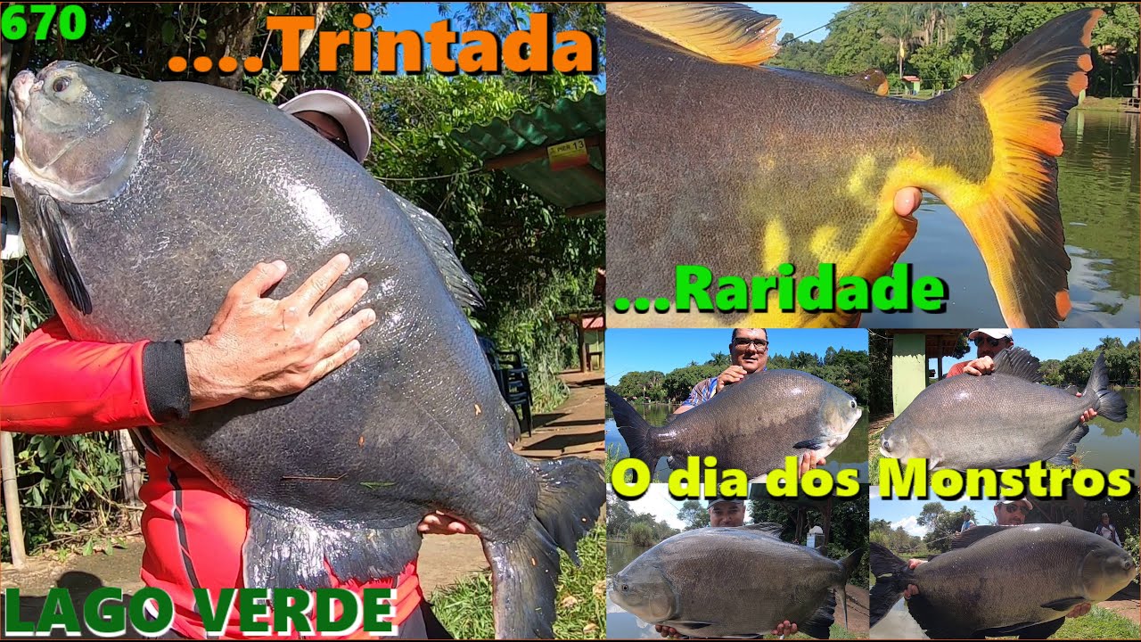 O dia dos MONSTROS com TRINTADA e uma RARIDADE no LAGO VERDE - (Fishingtur #670)