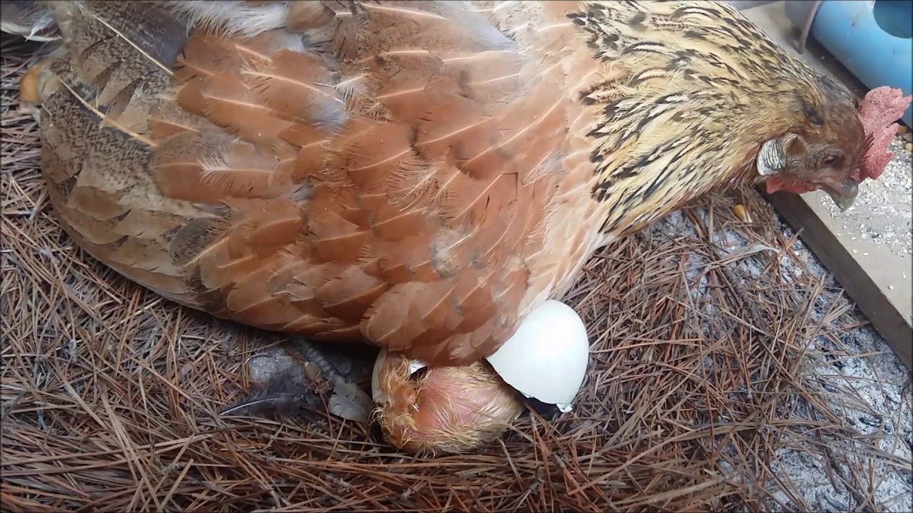 Pollo saliendo del huevo, rompiendo cascarón