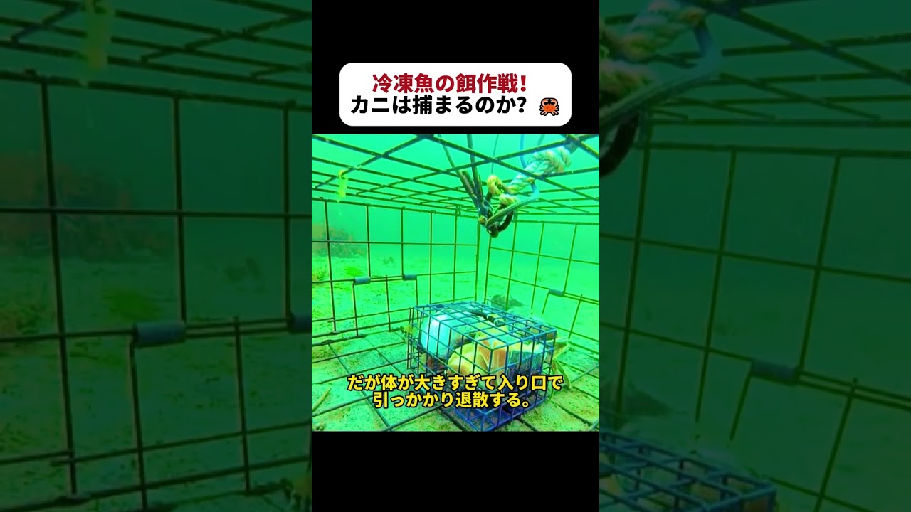 冷凍魚の餌作戦！ カニは捕まるのか？  