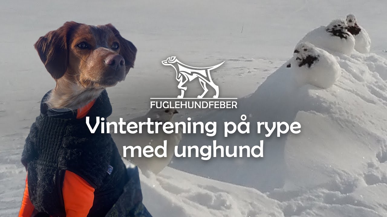 Vintertrening på rype med unghund - Fuglehundfeber Ep7