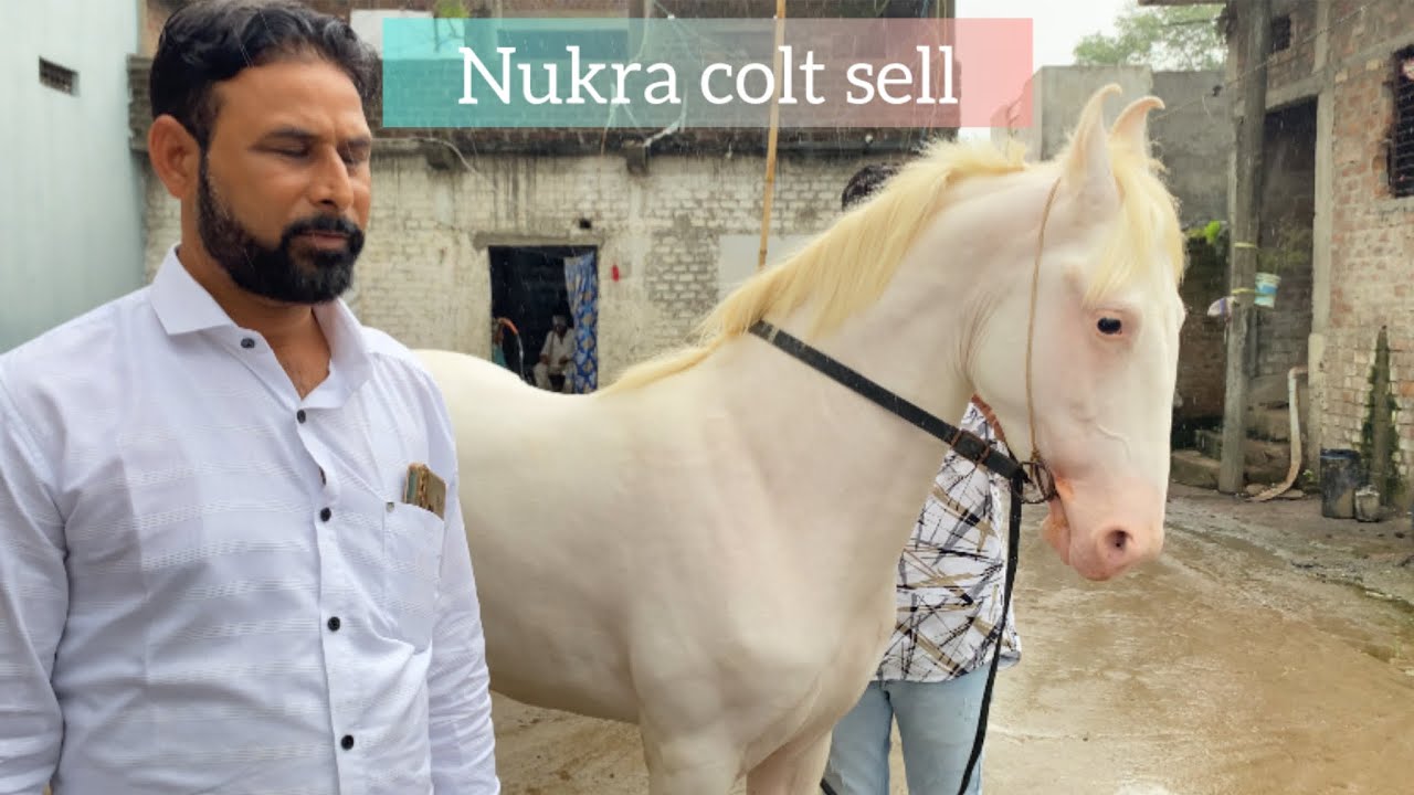 नुकरा बच्चा सेल के लिए ( colt for sell)