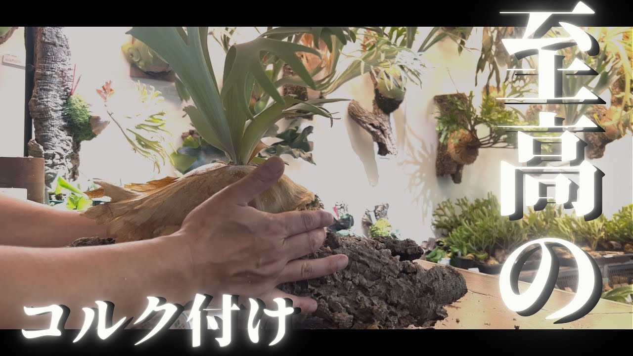 【ビカクシダ】ビカクをインテリアに！板付からコルク付けへの板替えを解説！