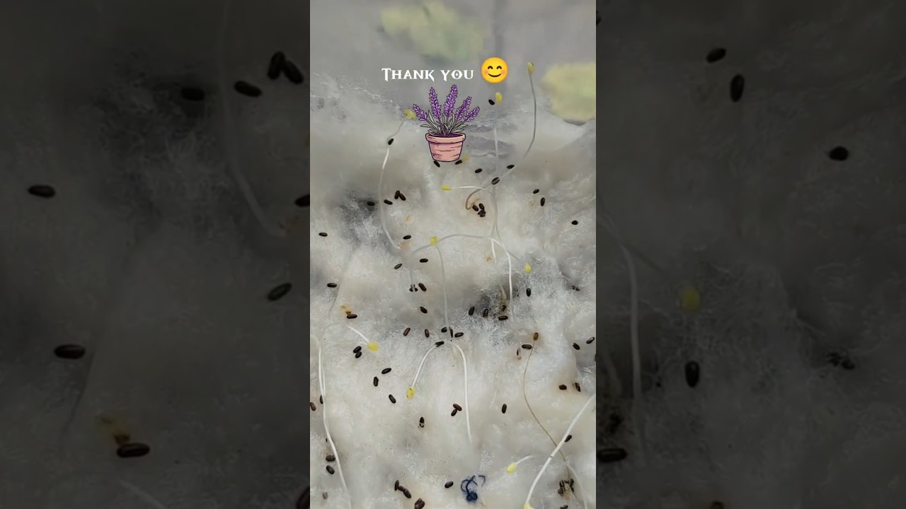 🪻🪻 Easily Grow Lavender from Seeds| lavender grow 🪻 