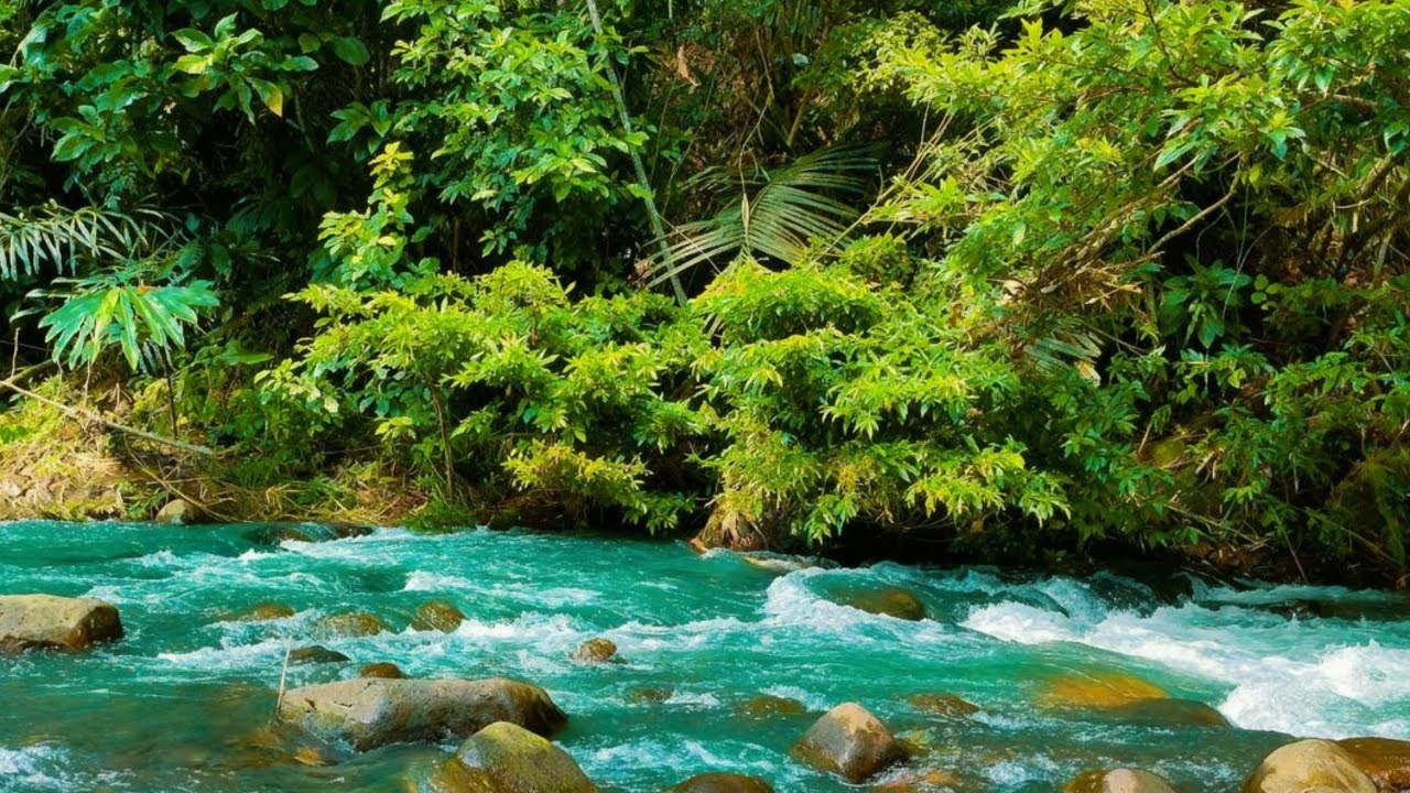 ASMR LIVE SLEEP NATURE, ASMR SOUND FOR DEEP SLEEP