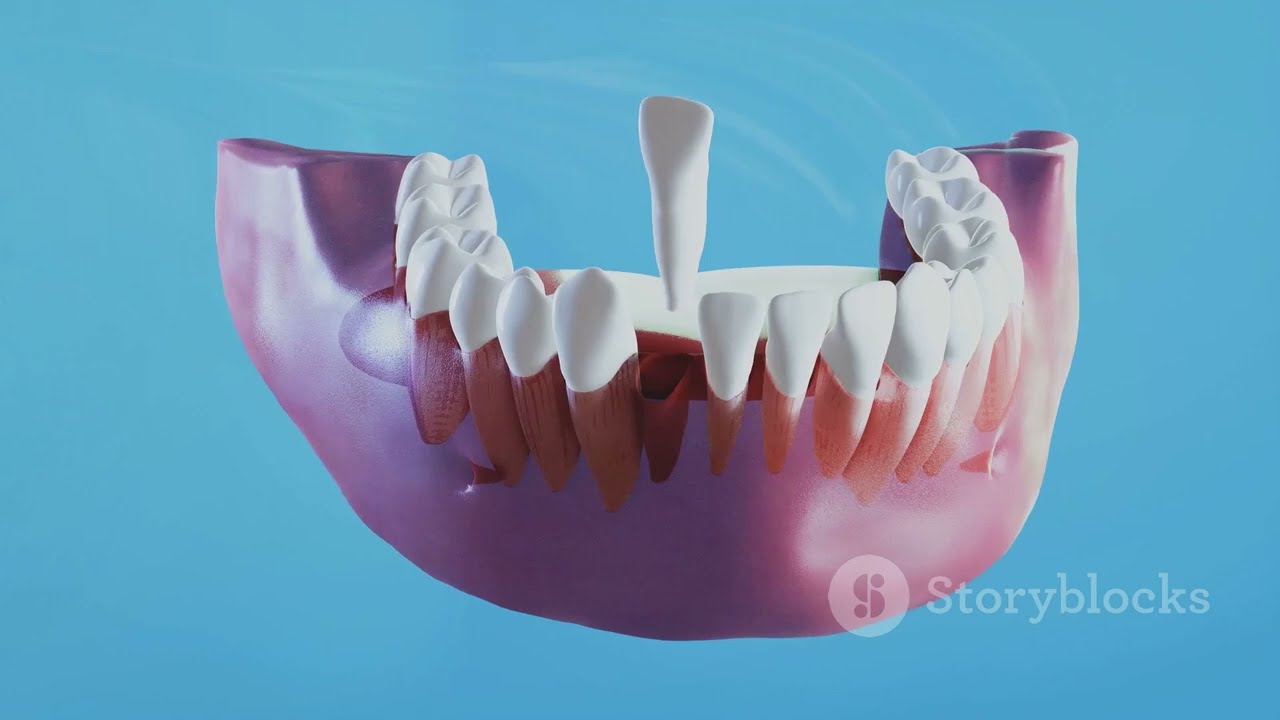 Z&auml;hne Merkmale & Durchbruchszeiten (Milchgebiss & bleibendes Gebiss)