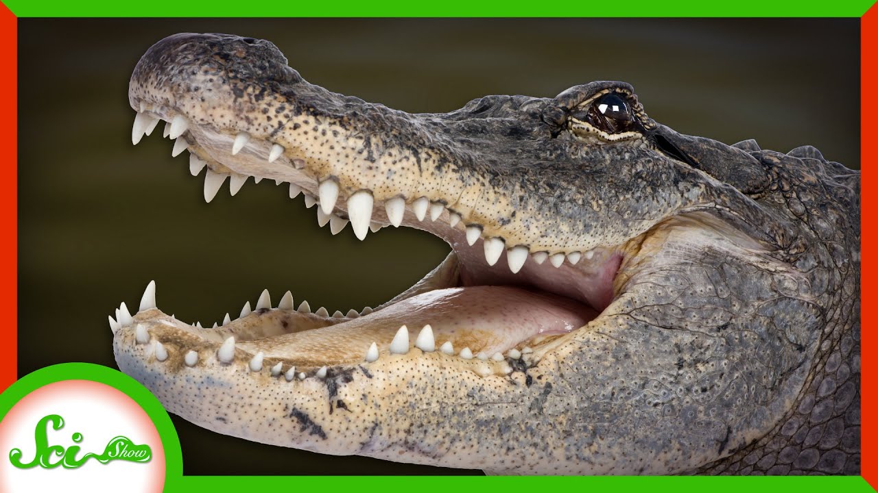 The Secret of Regeneration in... Alligators