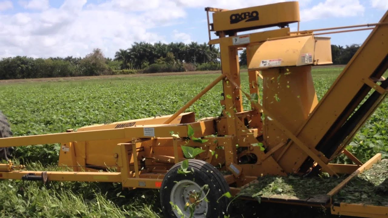 Fresh Market Bean Harvester BH100