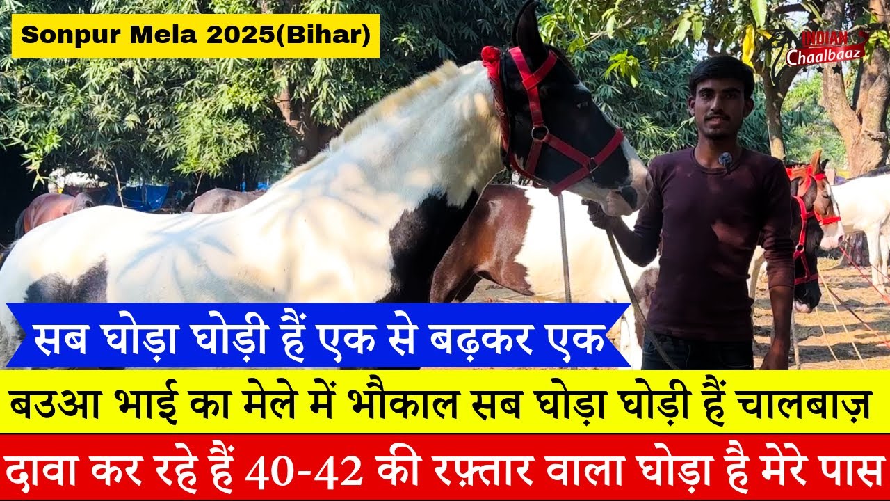 बउआ भाई का मेले में भौकाल दावा कर रहे हैं 40-42 की रफ़्तार वाला घोड़ा है मेरे पास Sonpur Mela 2025