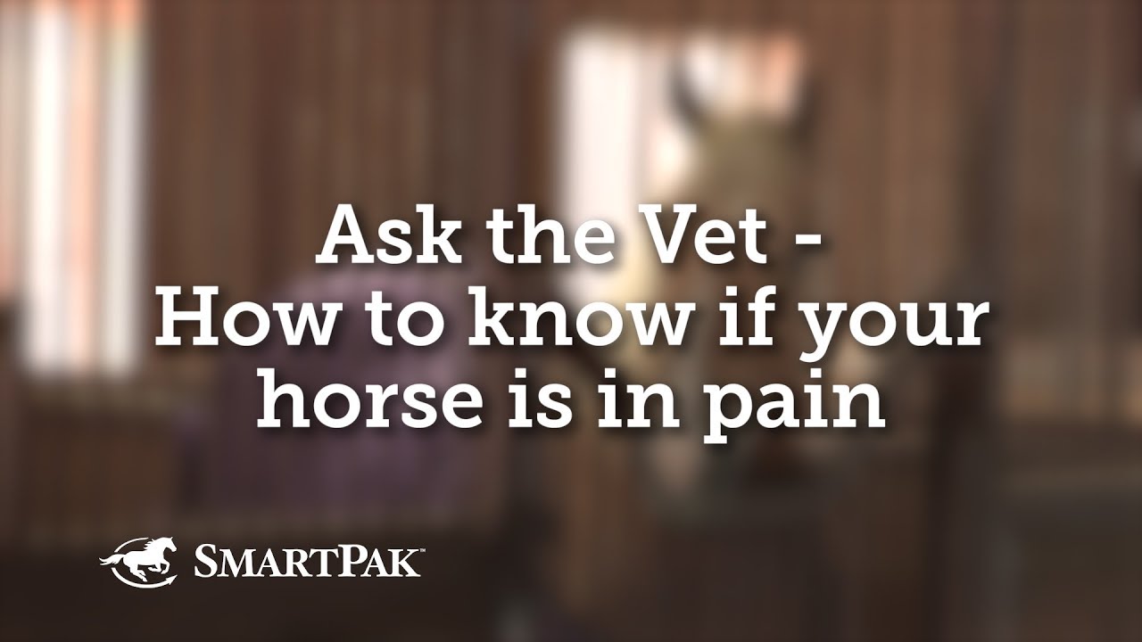 Ask the Vet - How to know if your horse is in pain