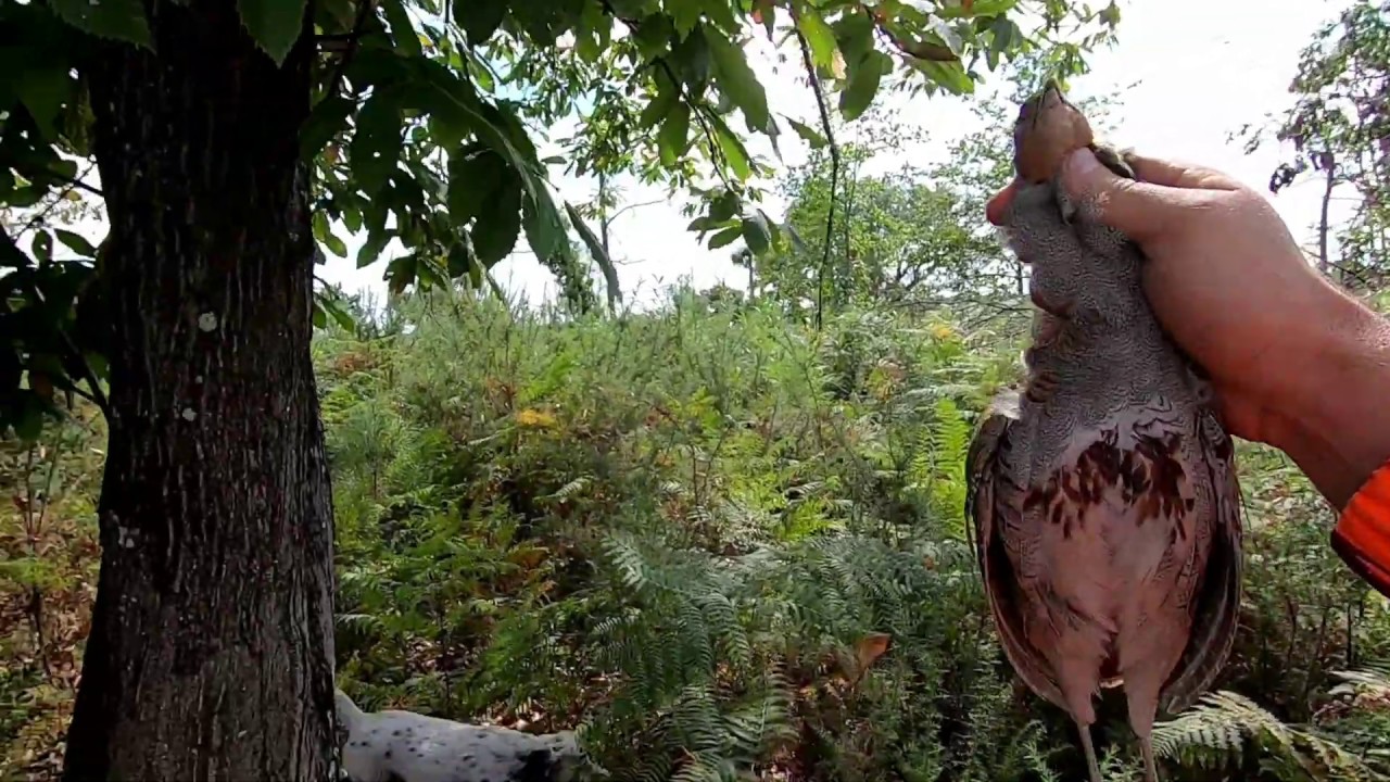 Ouverture chasse petit gibier 2019 au calibre 410 Une journée exceptionnelle avec 3 doublés !!!