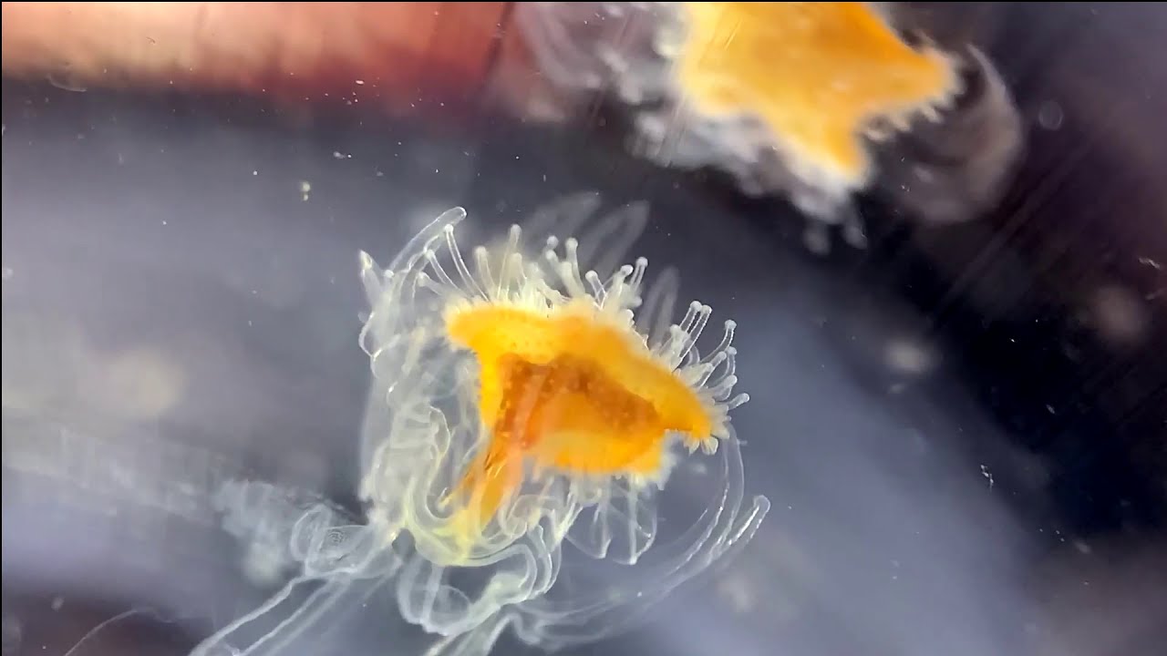 The most amazing bipinnaria larvae of Luidia sarsii starfish