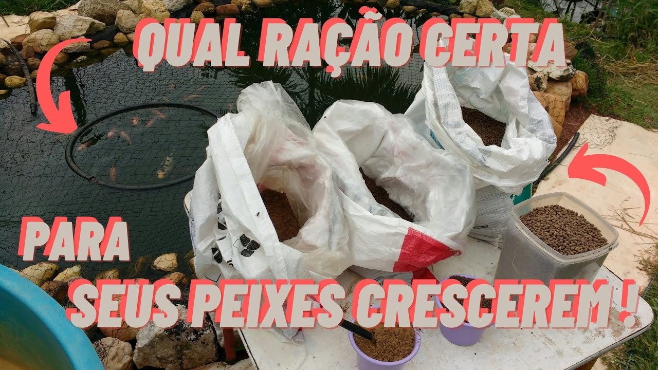 Ração para Tilápia, assim seus peixes irão crescer, RAÇÃO de  alevinos até adulta !