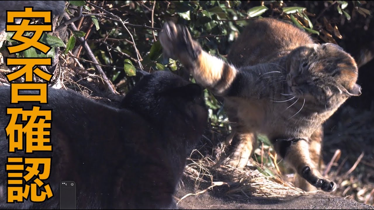 極寒の朝、光合成あり喧嘩ありの野良猫達の安否確認