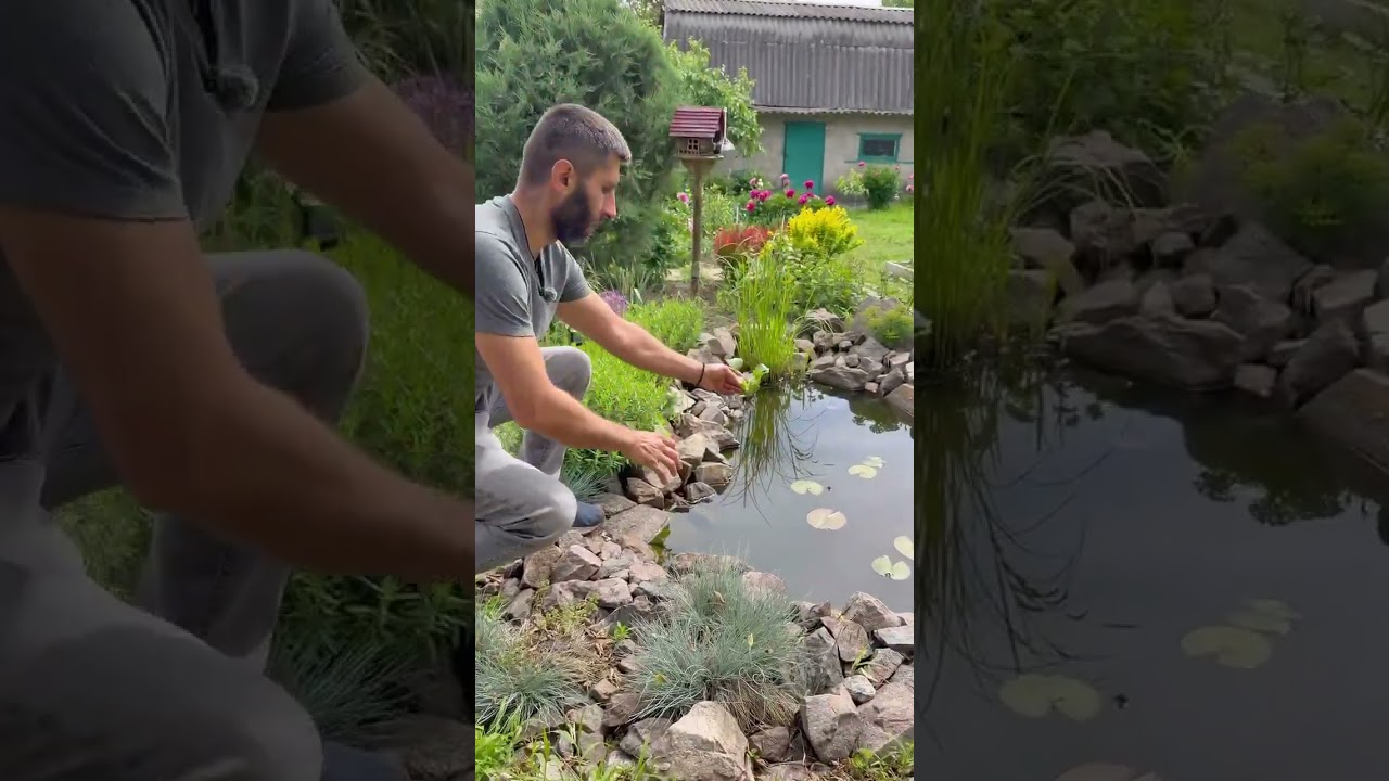 ЭКЗОТИЧЕСКИЕ РАСТЕНИЯ НА ДАЧЕ!!! #экзоты #прудик #водныецветы #гиацинтводный #дача