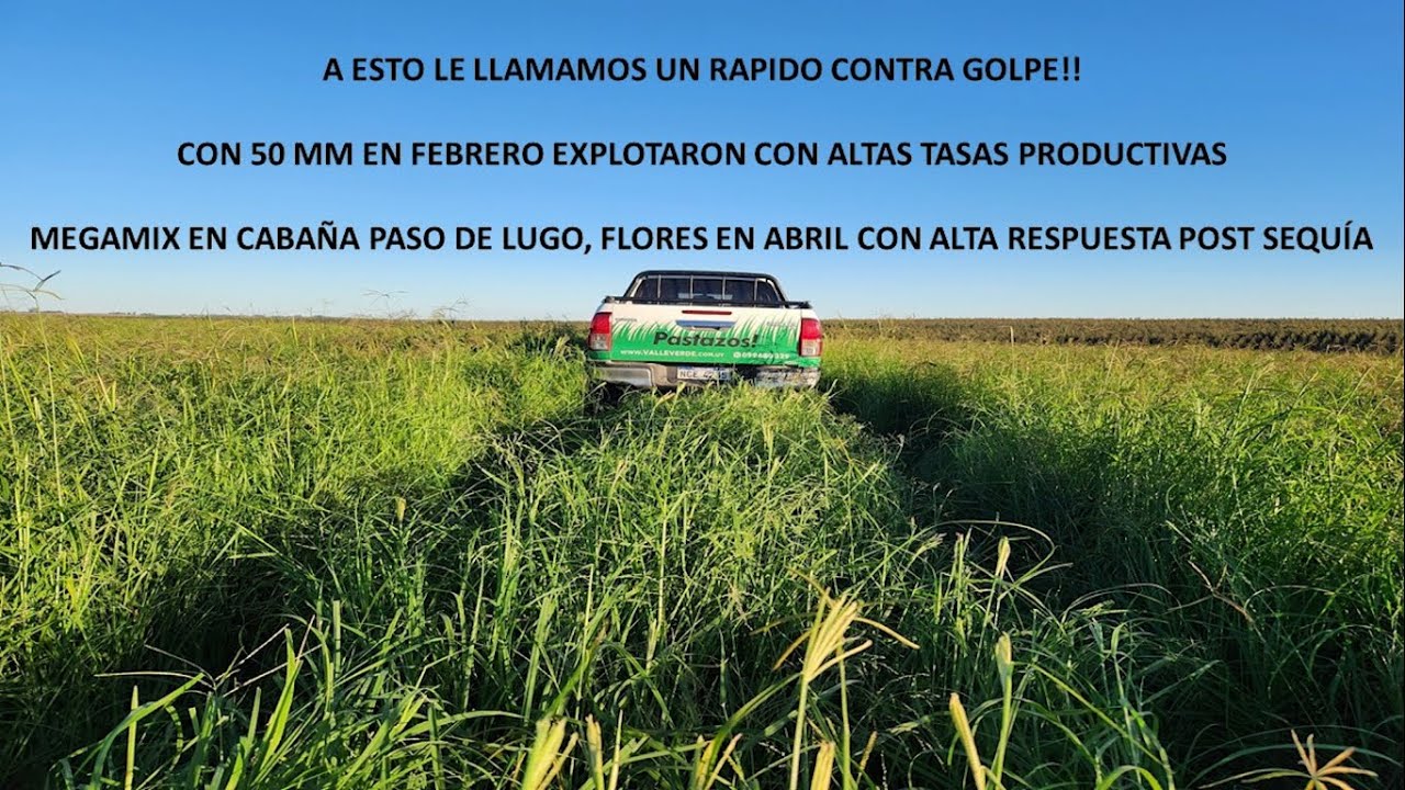 Pasturas MEGAMIX en años Niña
