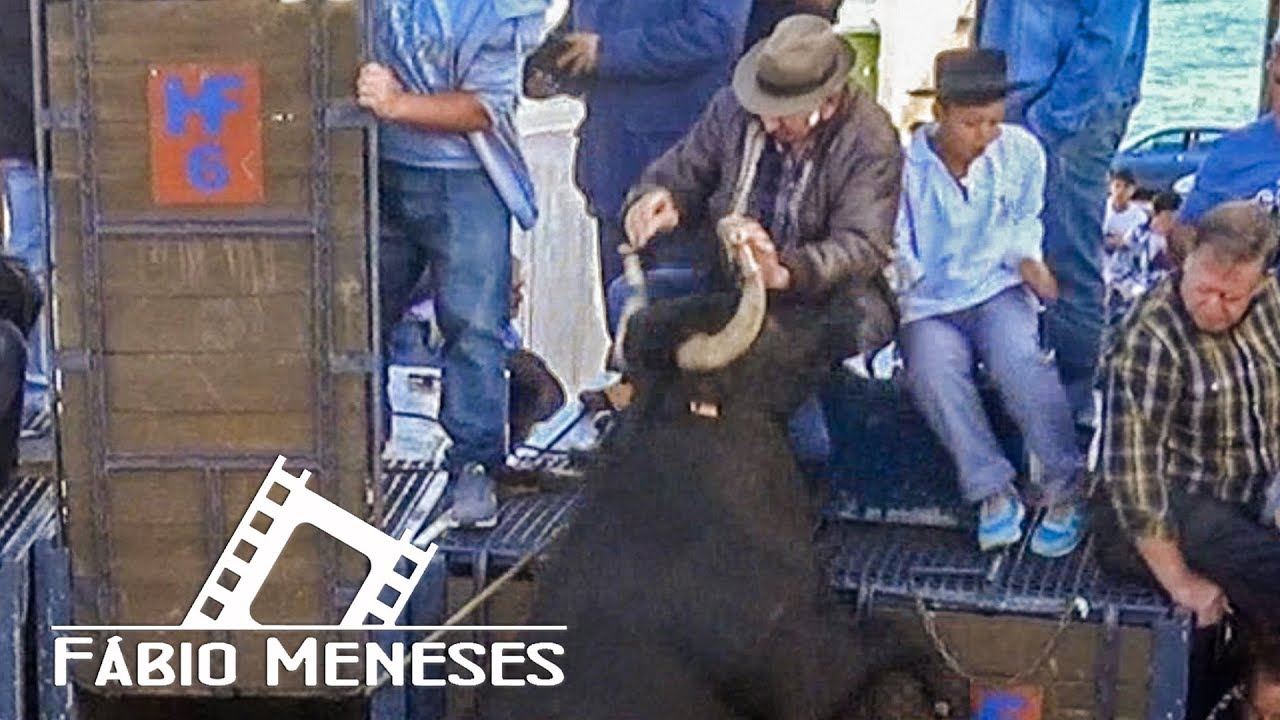 ÚLTIMA TOURADA DO ANO 2017 no PORTO JUDEU | Ganadaria HF