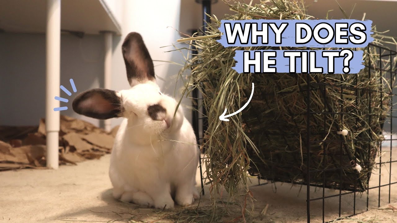 Why Does My Rabbit Have a Head Tilt?