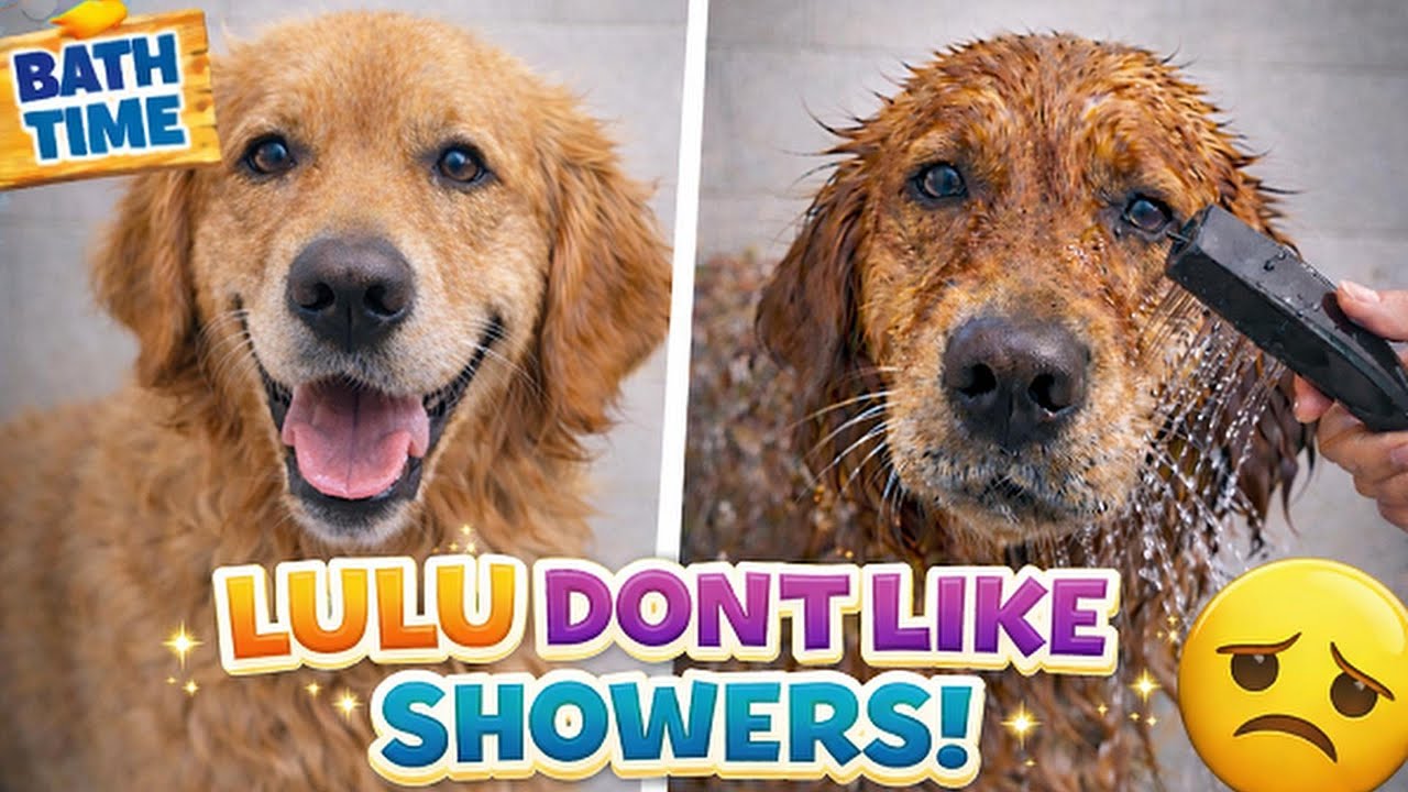 Lulu Hates Shower Time 😂