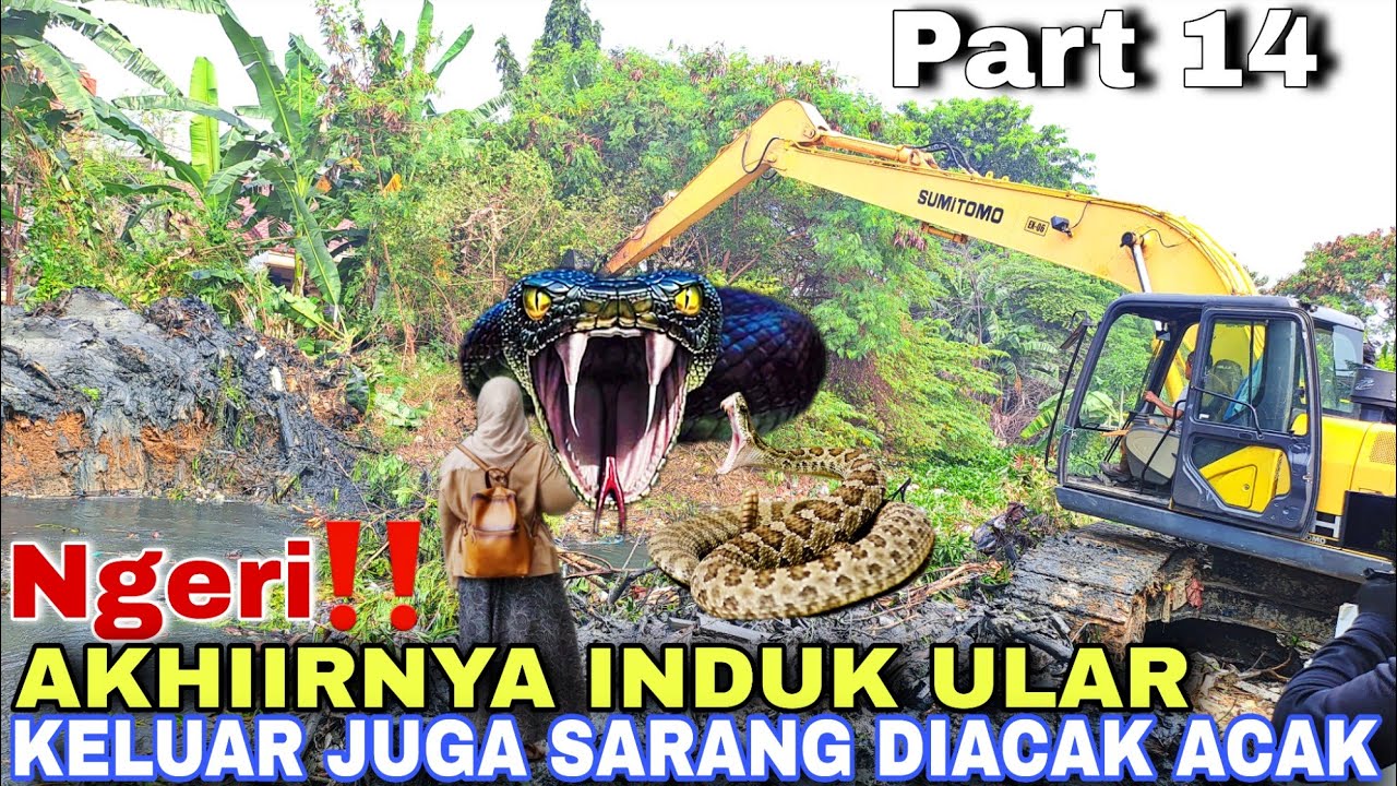 Ini Yang Ditunggu!Akhirnya Induk Ular Keluar Juga Setelah Sarang Diacak Acak Excavator
