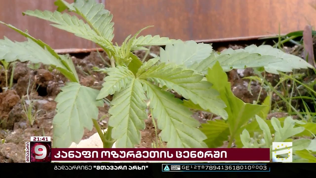 ოზურგეთში, მერიის მოწყობილ კუბოს ფორმის საყვავილეებში, მარიხუანა ჩარგეს