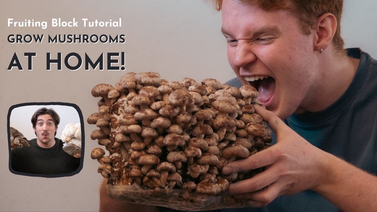 Grow Mushrooms at Home | Fruiting Block Tutorial