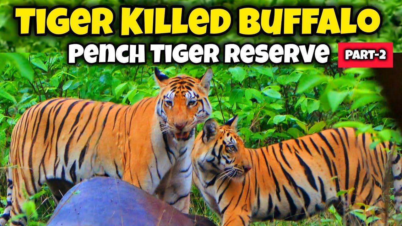 Pench Tiger Reserve | Tiger Killed Cattle | Khawasa Gate | Pench National Park Buffer Zone #wildlife