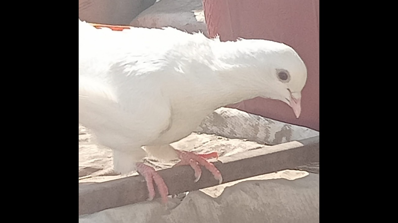 WhatsApp Video 2026 03 01 at 3 21 05 PM