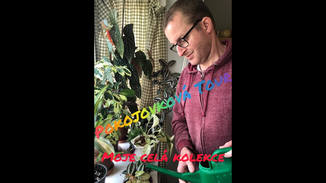 Pokojovkova kolekce 60+