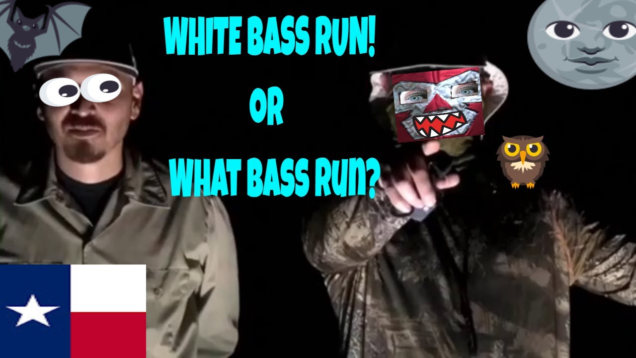 Granger Lake White Bass Run 🐟🔦🎣