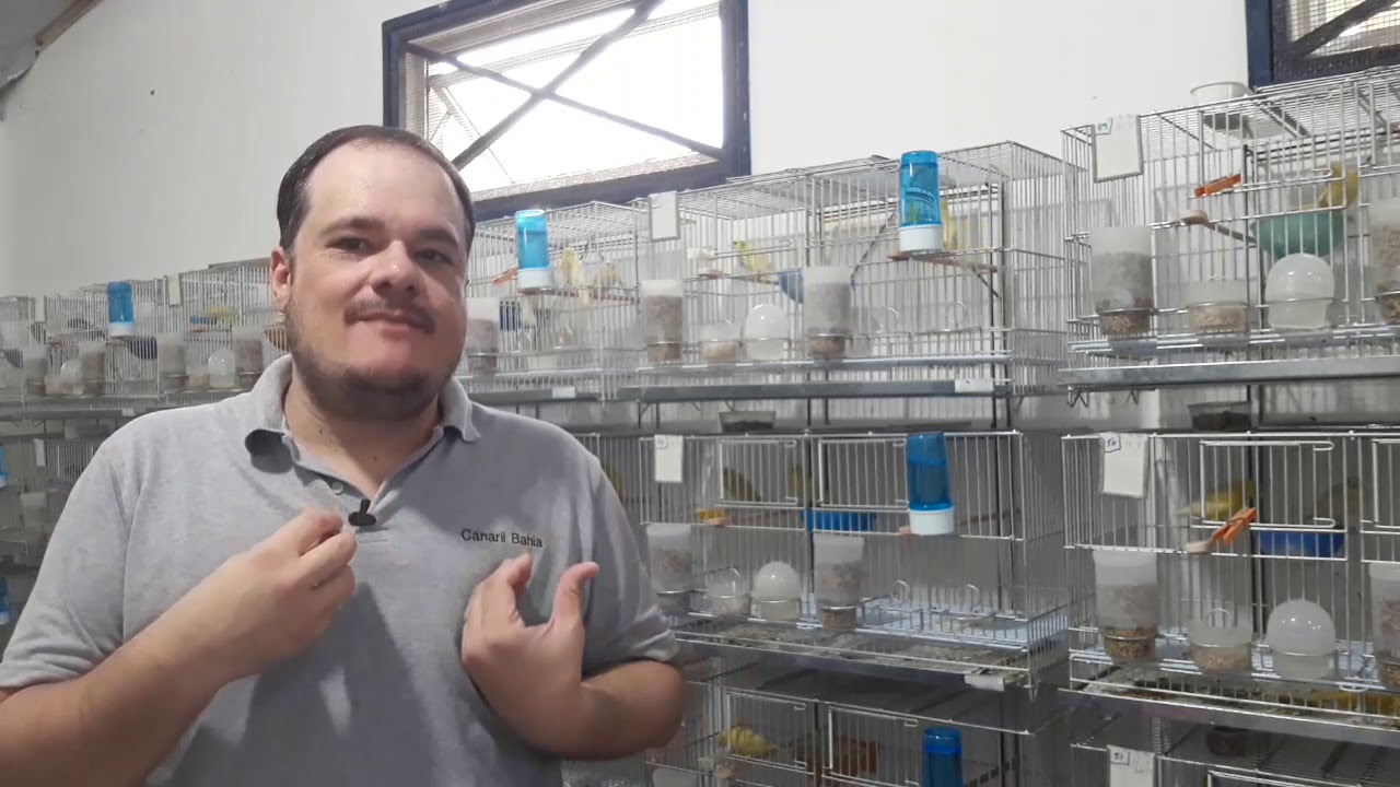 Até que idade os canários reproduzem ?