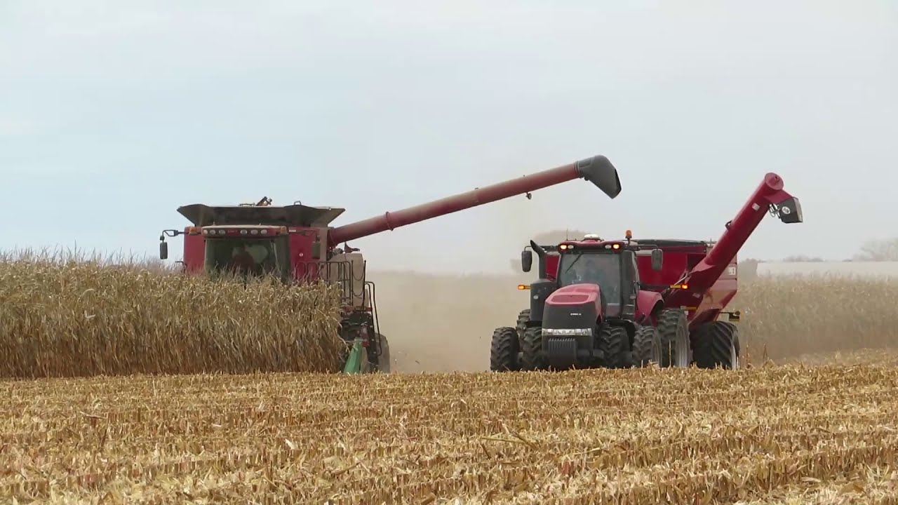 Harvest 2020 | Case IH 7230 Combine Harvesting Corn | Corn Harvest 2020