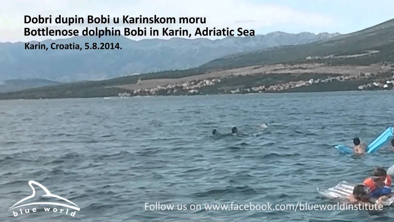 Solitary bottlenose dolphin Bobi, Adriatic Sea - Samotni dobri dupin Bobi, Karinsko more