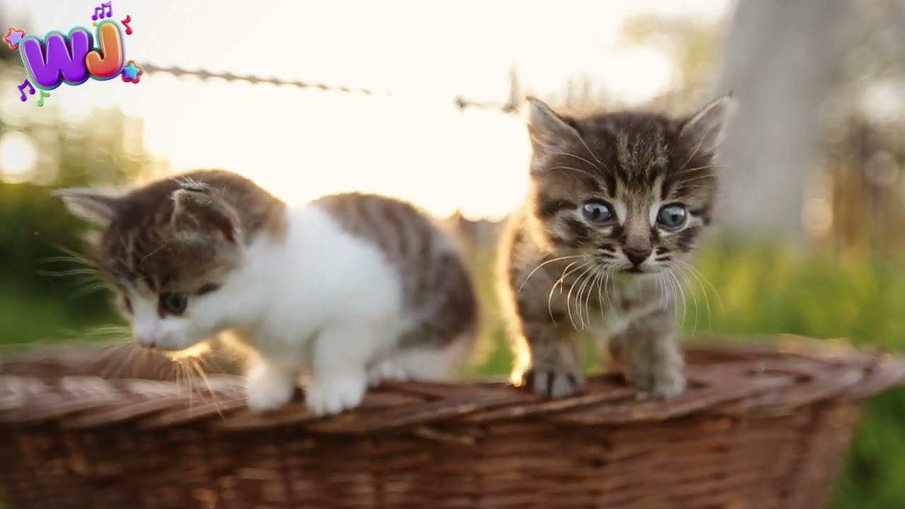 Alles over kittens! | Dierenweetjes! Kittens, katten en poezen, video's, liedjes en muziek!