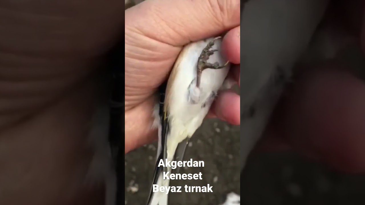 akgerdan keneset beyaz tırnak ful &ouml;zellik