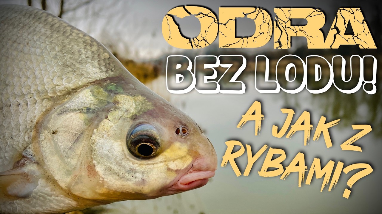 [213] Feeder na odwilży 🌡️🎣