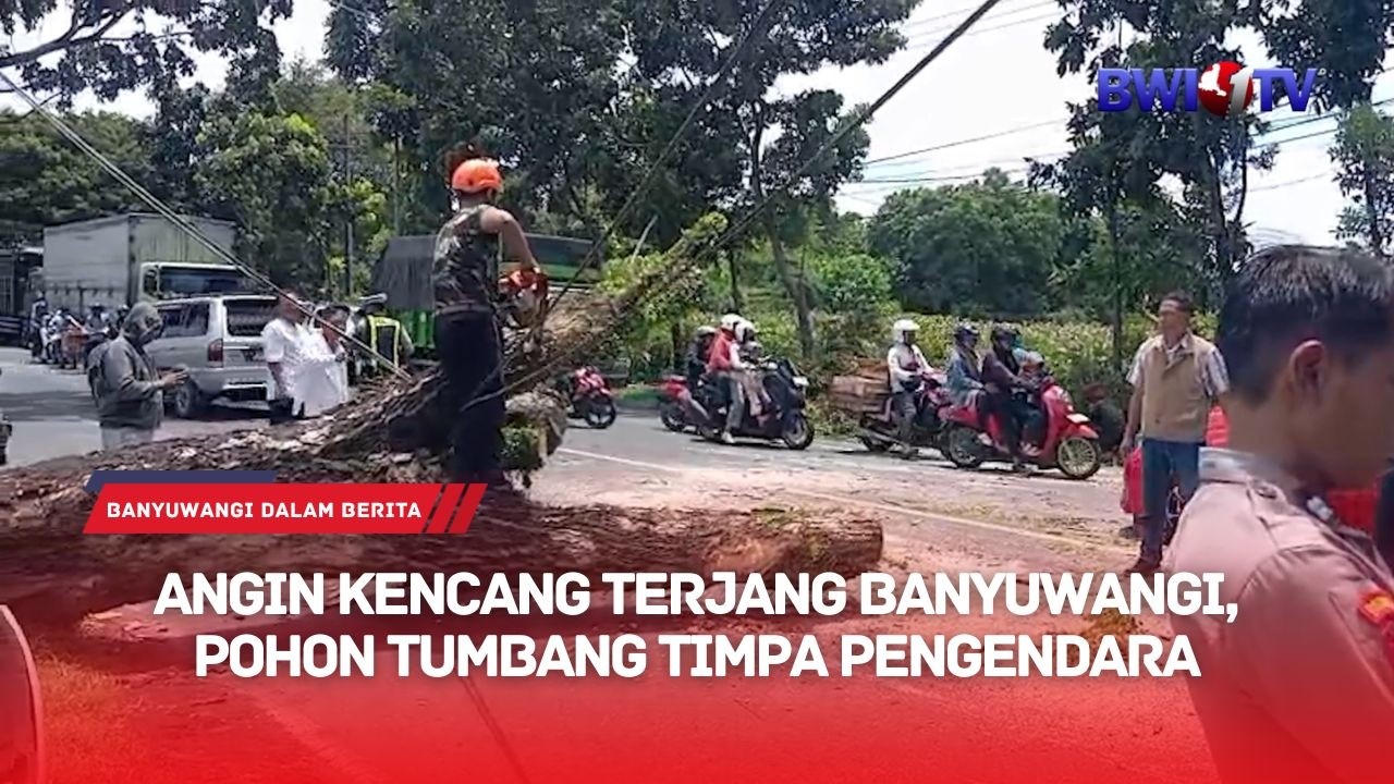 ANGIN KENCANG TERJANG BANYUWANGI, POHON TUMBANG TIMPA PENGENDARA