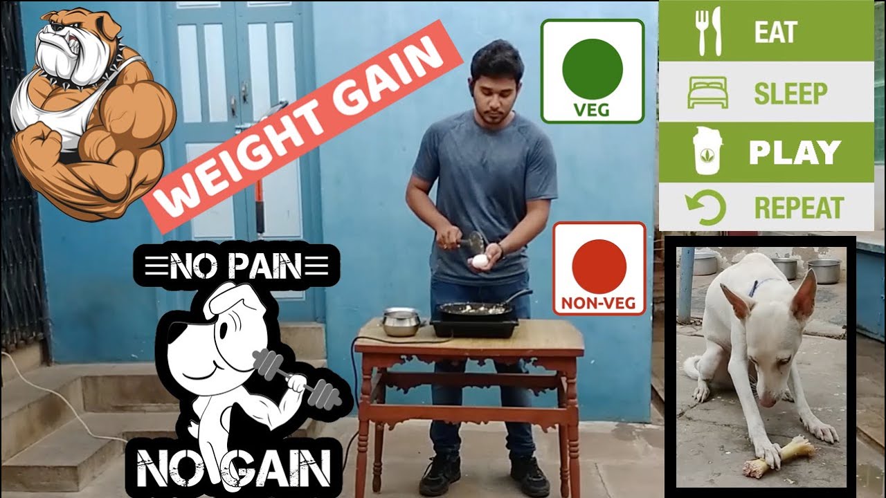 Best Ways To Increase Weight For Your Dogs || Veg & Non Veg || Weight Gain ||