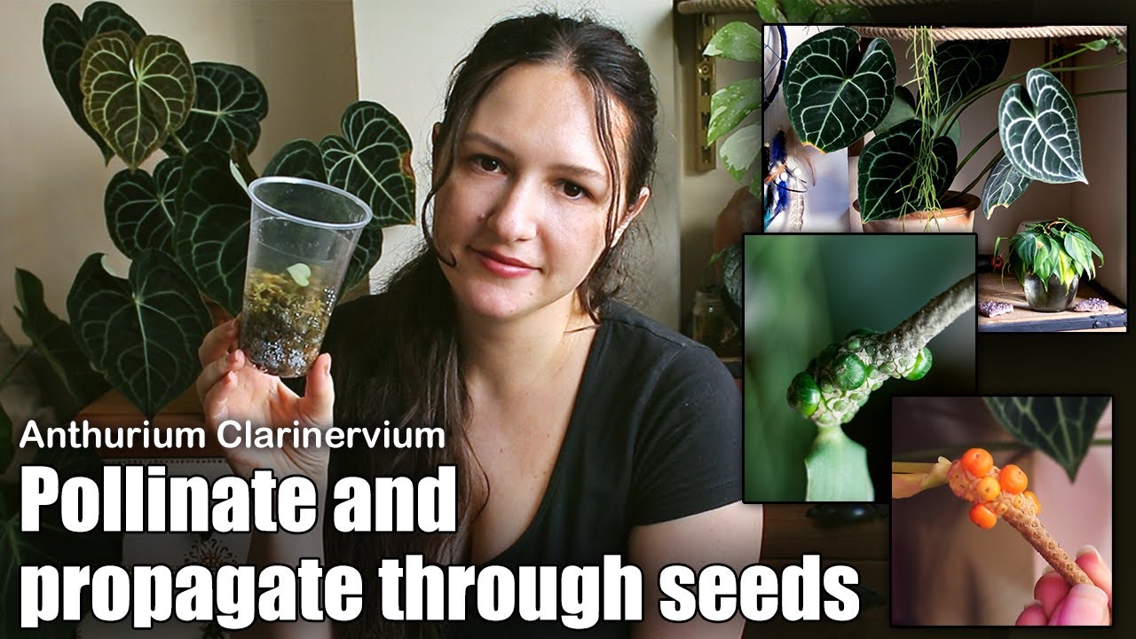 🌱 How to Pollinate and produce seeds // Anthurium Clarinervium