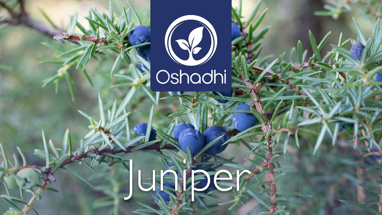 Можжевельник (Juniperus communis) | Портрет растения ОШАДХИ - HD