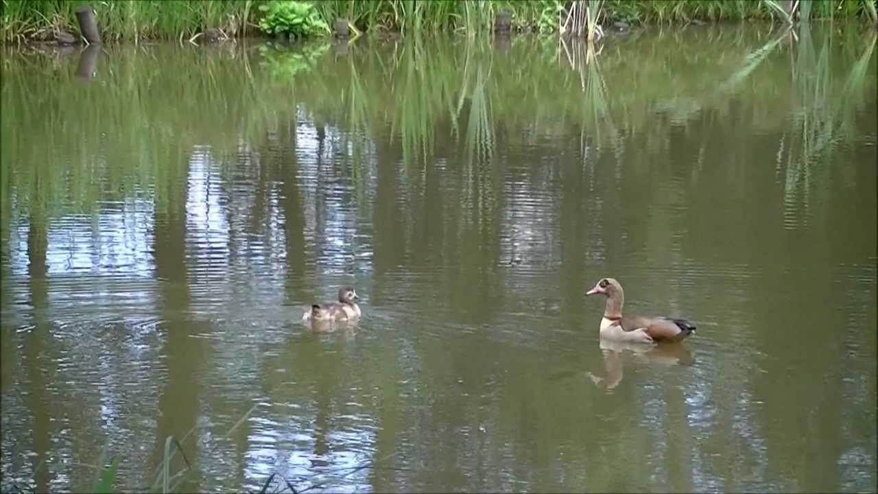 Egyptian Goose, Nilgans, Ganso do Nilo